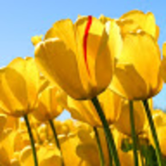 Meet your Posher, Jessica - Picture 1 of 1